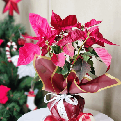 Poinsettias - Festive Christmas Flowers - Fleur Nation - flowers, chocolates, cakes and gifts same day delivery in Dubai