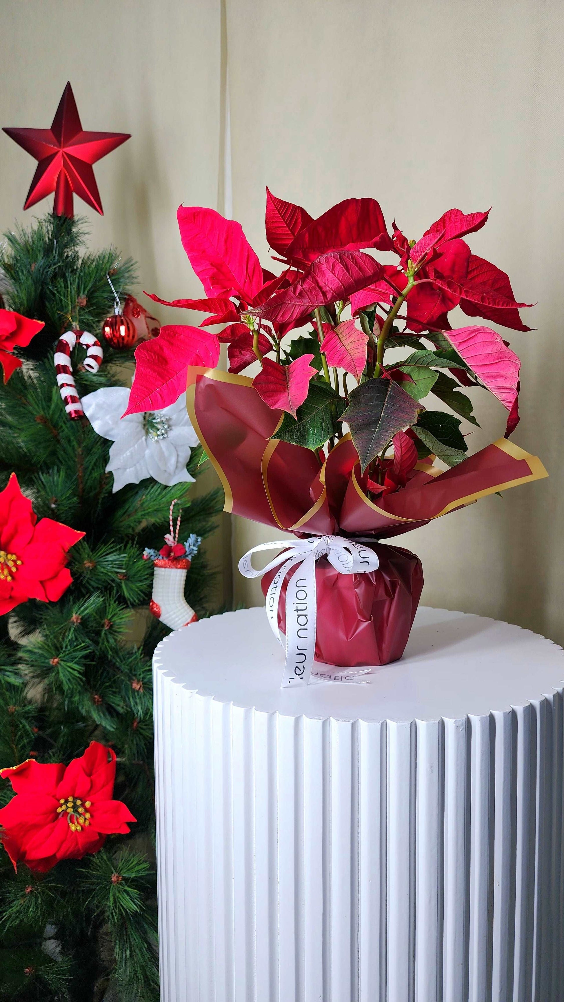 Poinsettias - Festive Christmas Flowers - Fleur Nation - flowers, chocolates, cakes and gifts same day delivery in Dubai